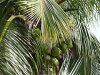 Coconut Tree.jpg