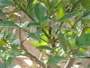 Plant closeup.jpg