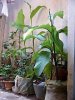 plants.jpg
