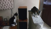 Cats Listening To Music_Small.jpg