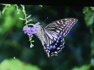 IMG_0149.JPEG