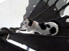 catonstairs.jpg