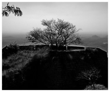 fort_trees_3.JPG