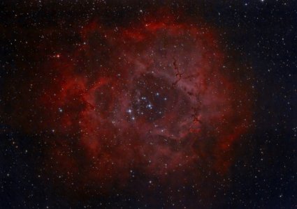 rose-3-stage1-largel.jpg