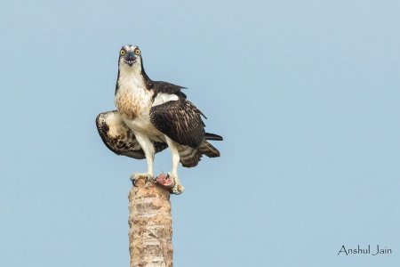 Osprey.jpg