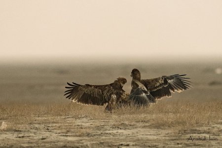 Imperial Eagle vs Steppe.jpg
