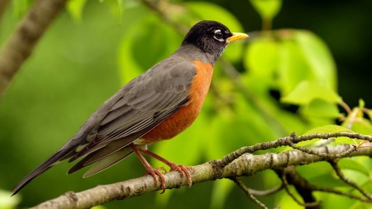 Myna_1080p.JPG