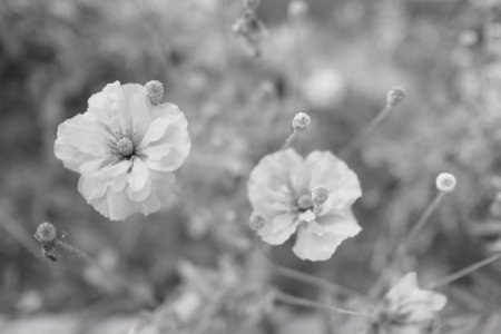 DSCF2479.JPG