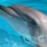 dolfin