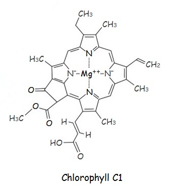 Chlorophyll-C1-1.jpg