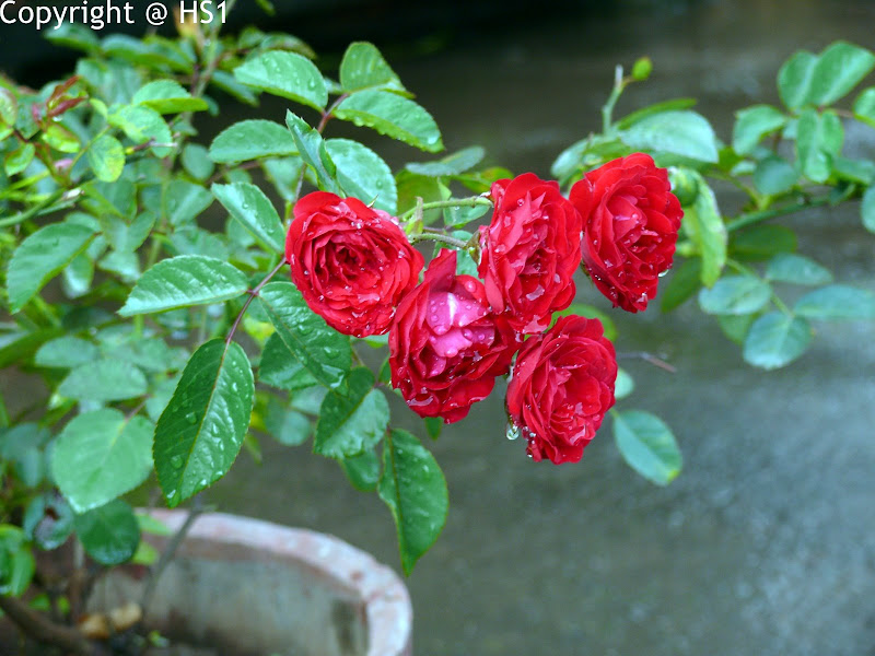 P1040752_wm.JPG