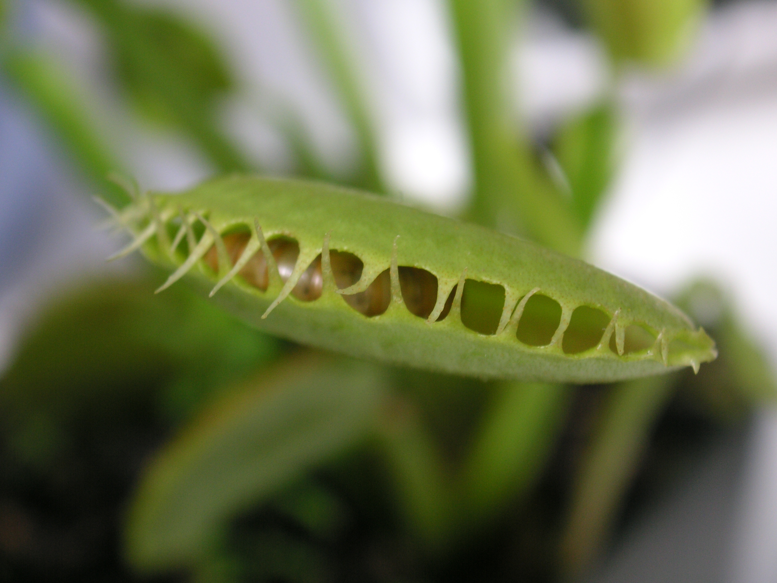 Meal_worm_in_venus_fly_trap_1.jpg