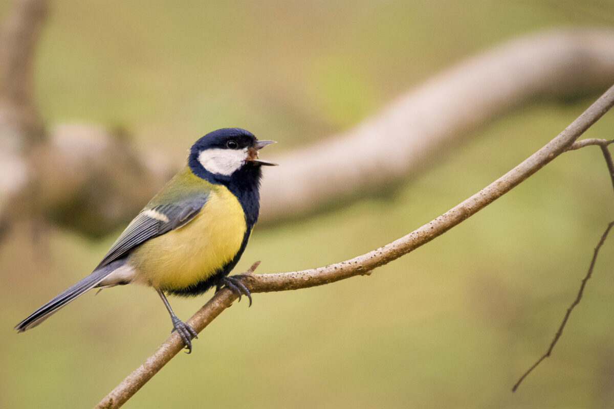 news.mongabay.com