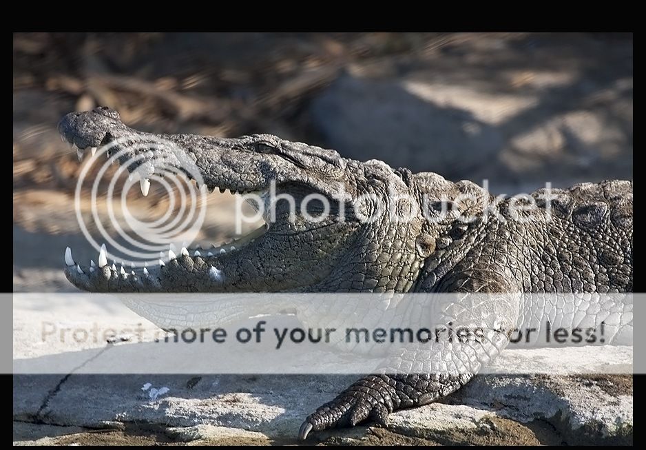 MuggerCrocodileCrocodyluspalustris_zps357352d6.jpg